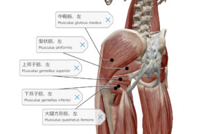 中臀筋　深層外旋六筋　骨盤