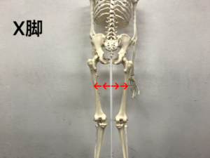 太ももの隙間と骨盤の関係性 大阪のパーソナルトレーニングジムnavis 太ももの隙間と骨盤の関係性 大阪のパーソナルトレーニングジムnavis