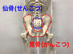 太ももの隙間と骨盤の関係性 Navis