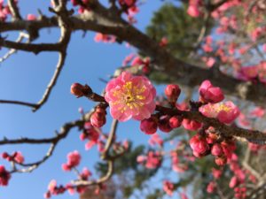 まもなくお花見の季節!冷えないお酒とは?
