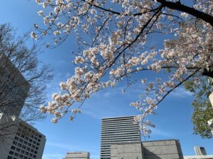 SAKURA