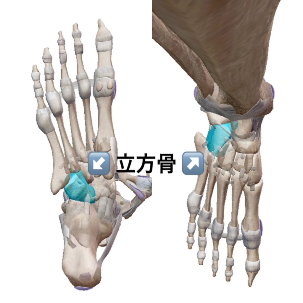 ふくらはぎ　足裏　立方骨