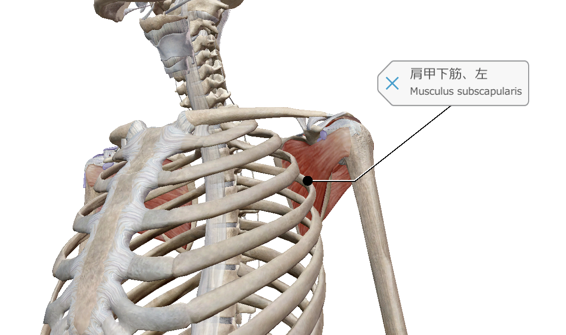 肩こりと四十肩のための肩甲骨の動かし方エクササイズ Navis