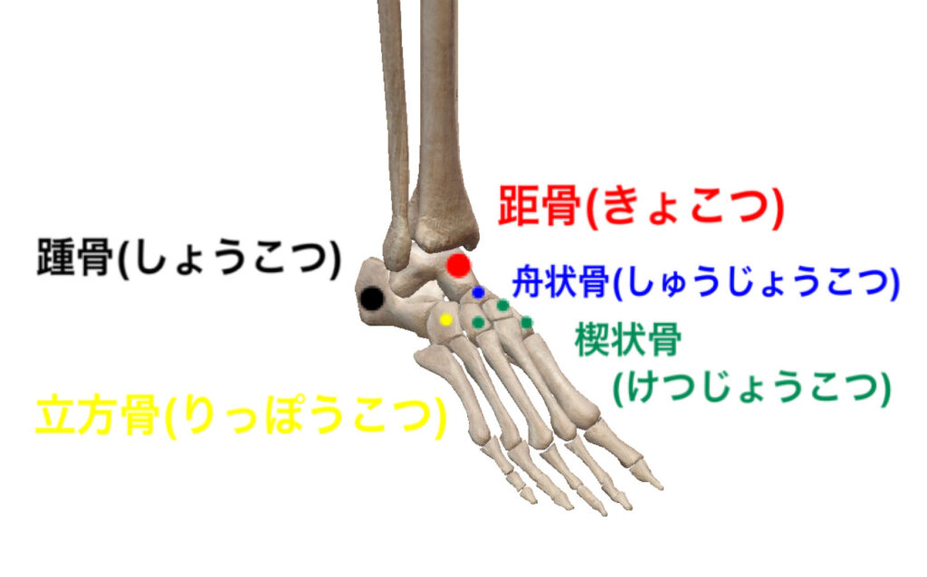 距骨　踵骨　立方骨　舟状骨　楔状骨