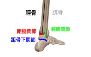 脛骨　腓骨　距腿関節　距骨下関節　脛腓関節②