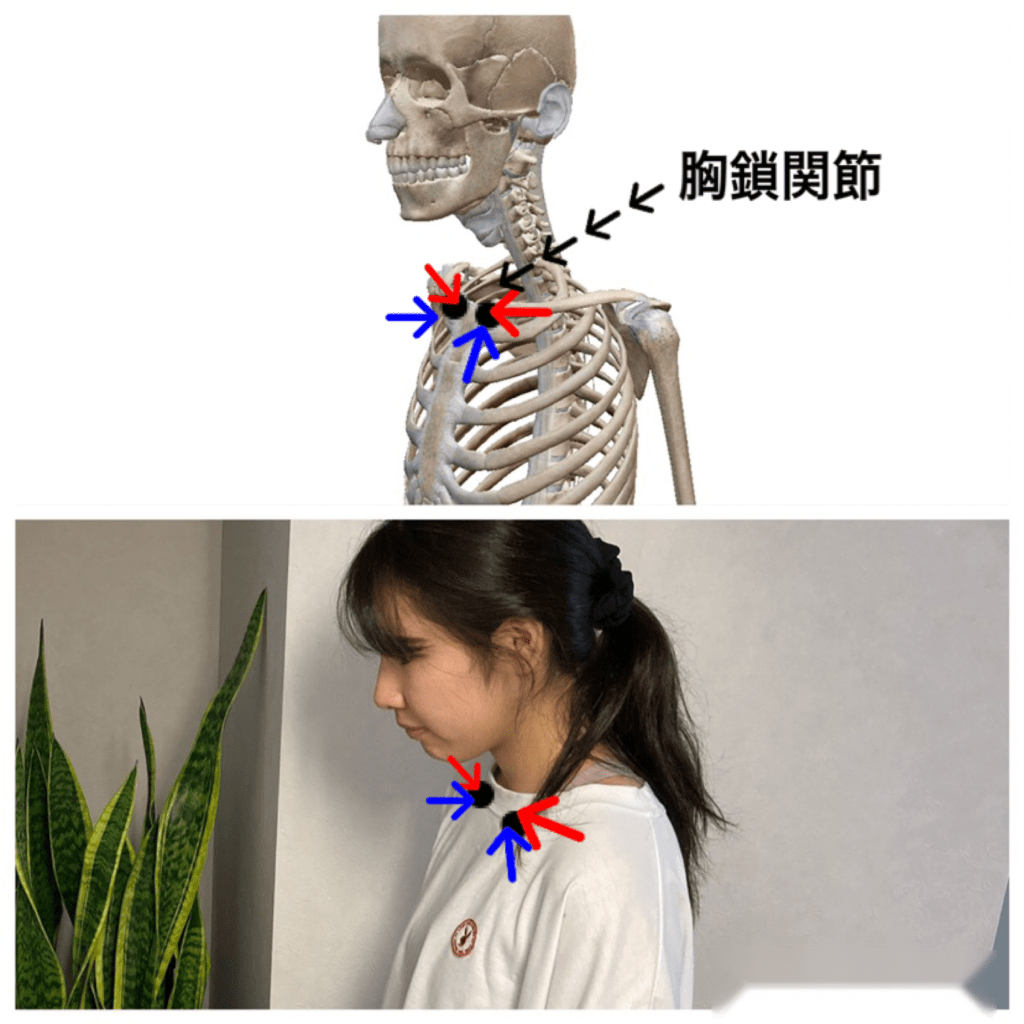 胸をふくめる　胸鎖関節