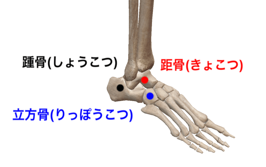 踵骨　距骨　立方骨