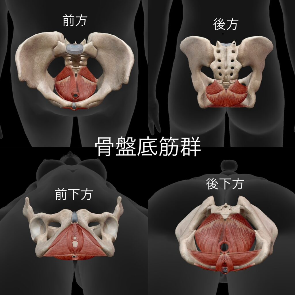 骨盤底筋群