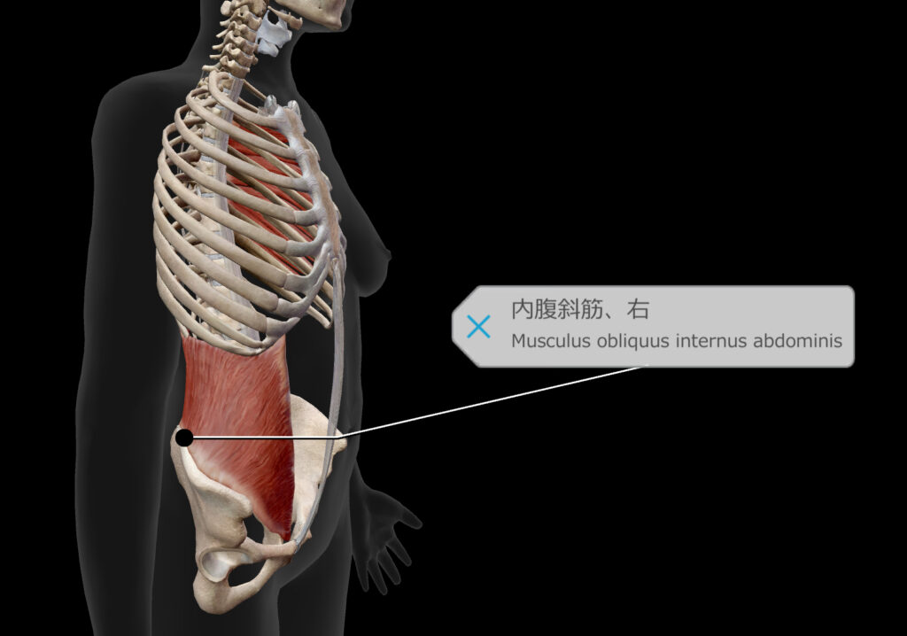 内腹斜筋