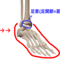 足首　足部　距腿関節